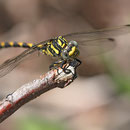 Onychogomphus uncatus (Große Zangenlibelle) - Männchen