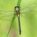Gomphus vulgatissimus (Gemeine Keiljungfer) - frisches Weibchen