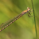 Sibirische Winterlibelle (Sympecma paedisca) - Weibchen