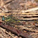 Gomphus simillimus (Gelbe Keiljungfer) - Männchen