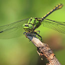 Ophiogomphus cecilia (Grüne Flussjungfer) - Männchen