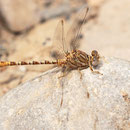 Onychogomphus costae (Braune Zangenlibelle) - Männchen