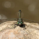 Gomphus vulgatissimus (Gemeine Keiljungfer) - Männchen