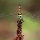Onychogomphus forcipatus unguiculatus (Westliche Zangenlibelle) - Männchen