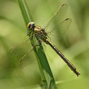 Gomphus pulchellus (Westliche Keiljungfer) - Männchen