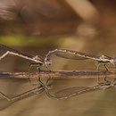 Gemeine Winterlibelle (Sympecma fusca) - Eiablage im Tandem