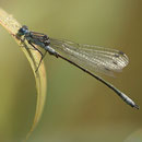 Glänzende Binsenjungfer (Lestes dryas) - Männchen