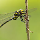 Cordulegaster boltonii (zweigestreifte Quelljungfer) - Männchen