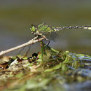 Ophiogomphus cecilia (Grüne Flussjungfer) - Männchen