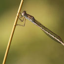Sibirische Winterlibelle (Sympecma paedisca) - Männchen
