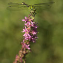 Ophiogomphus cecilia (Grüne Flussjungfer) - Männchen