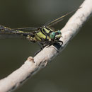 Gomphus vulgatissimus (Gemeine Keiljungfer) - Männchen