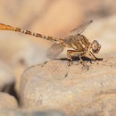 Onychogomphus costae (Braune Zangenlibelle) - Männchen