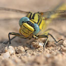Gomphus simillimus (Gelbe Keiljungfer) - Weibchen im Porträt