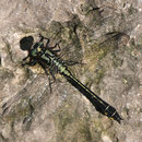 Gomphus vulgatissimus (Gemeine Keiljungfer) - Männchen