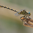 Onychogomphus forcipatus unguiculatus (Westliche Zangenlibelle) - Männchen
