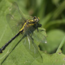 Gomphus vulgatissimus (Gemeine Keiljungfer) - frisches Männchen