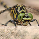 Onychogomphus forcipatus forcipatus (Kleine Zangenlibelle) - Männchen