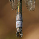 Glänzende Binsenjungfer (Lestes dryas) - Hinterleibsanhänge Männchen