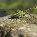 Ophiogomphus cecilia (Grüne Flussjungfer) - Männchen