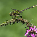 Ophiogomphus cecilia (Grüne Flussjungfer) - Männchen