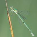 Kleine Binsenjungfer (Lestes virens) - Weibchen