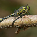 Onychogomphus forcipatus forcipatus (Kleine Zangenlibelle) - Weibchen