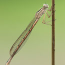 Sibirische Winterlibelle (Sympecma paedisca) - Weibchen