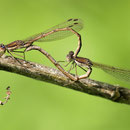 Gemeine Winterlibelle (Sympecma fusca) - Paarungsrad