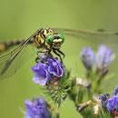 Onychogomphus forcipatus forcipatus (Kleine Zangenlibelle) - Männchen
