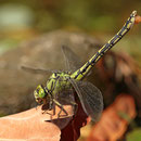 Ophiogomphus cecilia (Grüne Flussjungfer) - Weibchen mit Eiballen