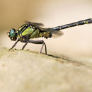 Gomphus vulgatissimus (Gemeine Keiljungfer) - Männchen