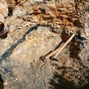 Pocket-Fundstelle im verwitterten Pegmatit unterhalb eines ca. 1 m langen schwarzem Turmalins, Cahuilla Mts., Riverside County, CA