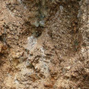 Fluoritadern in verwittertem Granit, Felix Mine, Azusa, CA