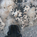 Typischer Pegmatit mit sehr grossen Turmalinen, Cahuilla Mountains, Riverside County, CA