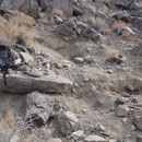 Eine erste Fundstelle am Crystal Ridge, Inyo Mts., CA