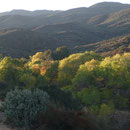 Dicht mit Chaparall bewachsenes Fundgebiet, Cahuilla Mountains, Riverside County, CA