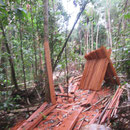 Im Urwald zum Abtransport fertige Bretter