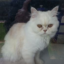 Katze Amy