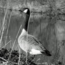 Stolz