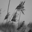 Traum