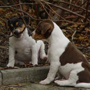 Brasilianischer Terrier Webseite Kft Terrier Munchen