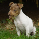 Brasilianischer Terrier Webseite Kft Terrier Munchen