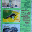 Präsentation: Plakat 3: Wildbienen - Fotos & Steckbriefe 
