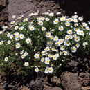 Margaritte