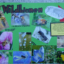 Präsentation: Plakat 1: Wildbienen - Ihr Nutzen