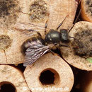 Gehörnte Mauerbiene - Osmia cornuta: Männchen gönnt sich eine Pause beim Schwärmen
