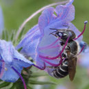 Natternkopf, Pflanze/Staude - Einzelblüte mit Natternkopf Mauerbiene als Besucherin