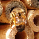 Rostrote Mauerbiene - Osmia bicornis: beim Mauern; das fertige Liniennest wird zugemauert! Damit wird sie ihrem Namen mehr als gerecht.