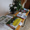 Wildbienen & Nahrungspflanzen
